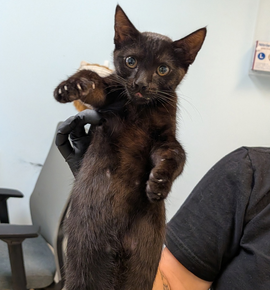 Shelter Stray Female Cat last seen Near Scripps Highland Drive, San Diego, CA, 92131, 5500 Gaines St, San Diego, CA 92110, USA