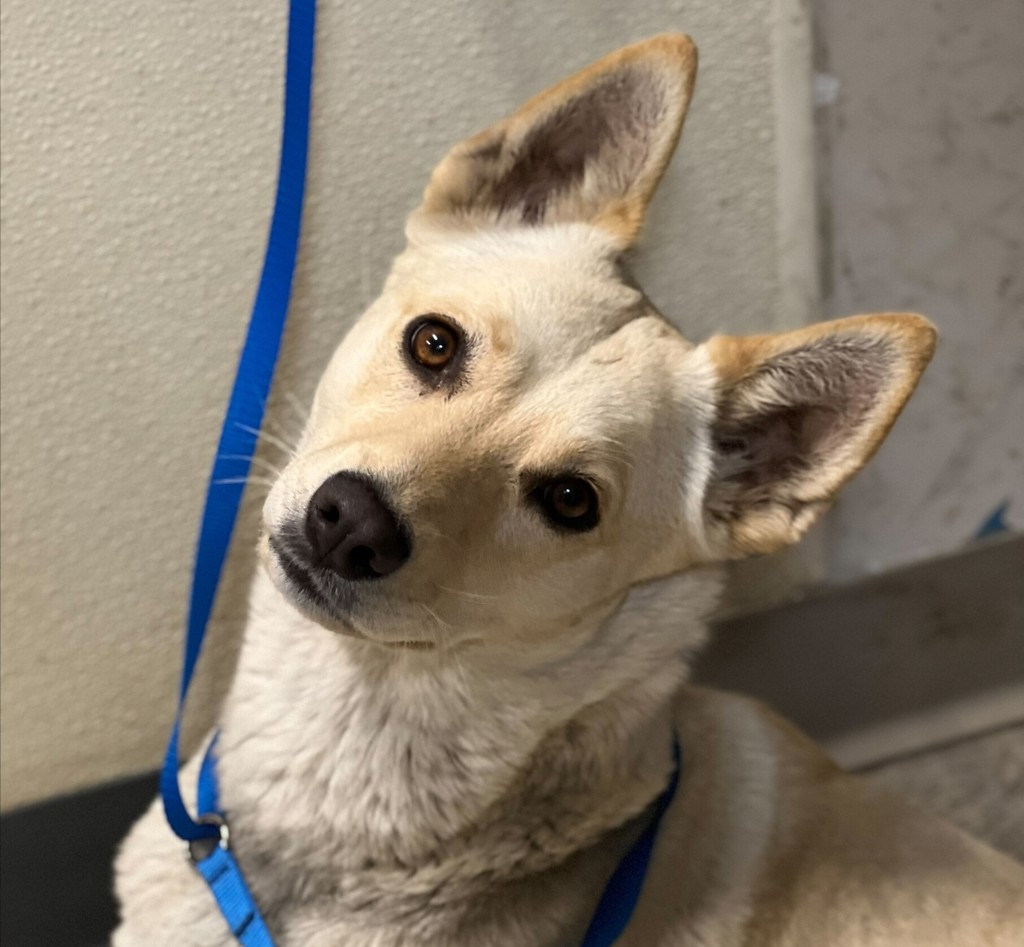 Shelter Stray Female Dog last seen Near Sports Arena Boulevard, San Diego, CA, 92110, 5500 Gaines St, San Diego, CA 92110, USA