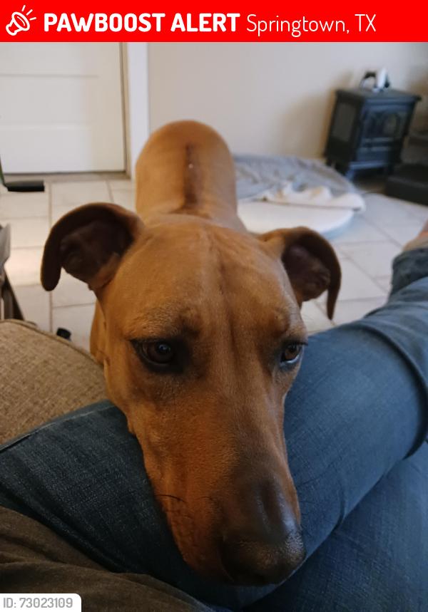 Lost Female Dog last seen Agnes Circle, Springtown, TX 76082
