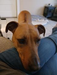 Lost Female Dog last seen Agnes Circle, Springtown, TX 76082