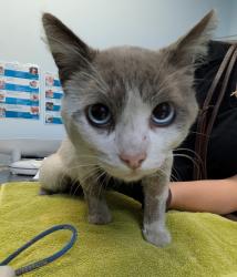 Shelter Stray Male Cat last seen Near Newton Avenue, San Diego, CA, 92113, 5500 Gaines St, San Diego, CA 92110, USA
