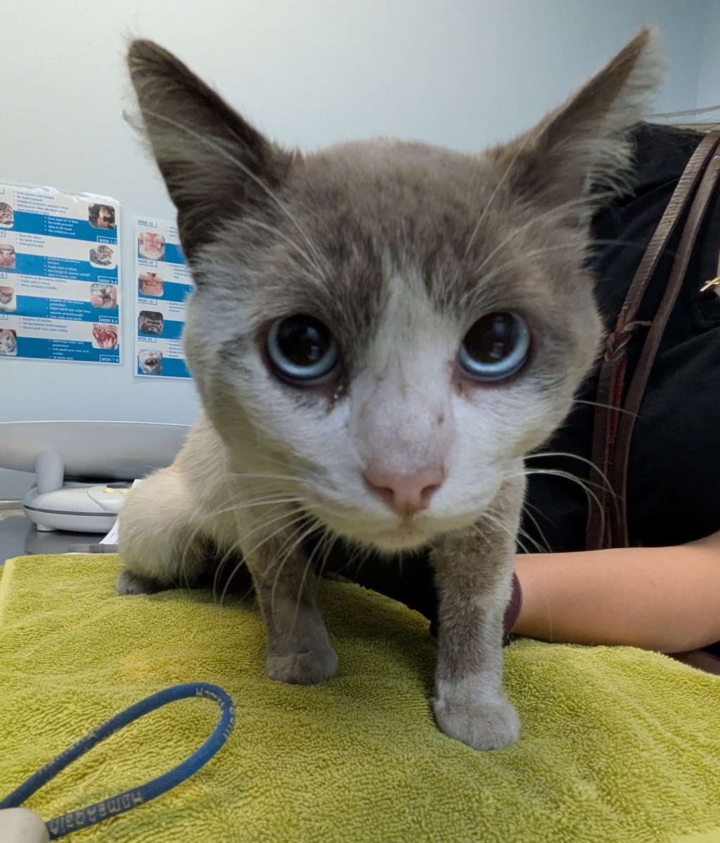 Shelter Stray Male Cat last seen Near Newton Avenue, San Diego, CA, 92113, 5500 Gaines St, San Diego, CA 92110, USA