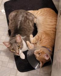 Lost Male Cat last seen Maybe Pet adoption place, Orlando, FL 32801