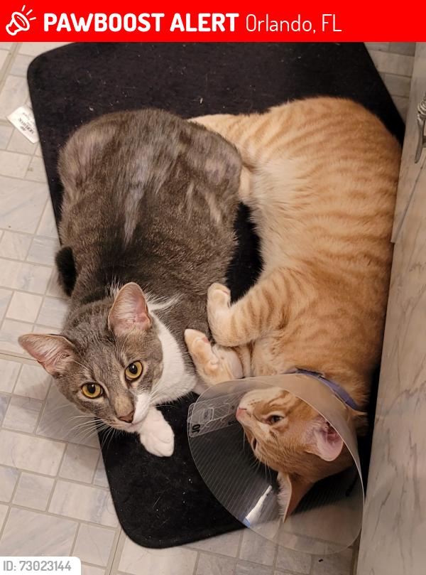 Lost Male Cat last seen Maybe Pet adoption place, Orlando, FL 32801