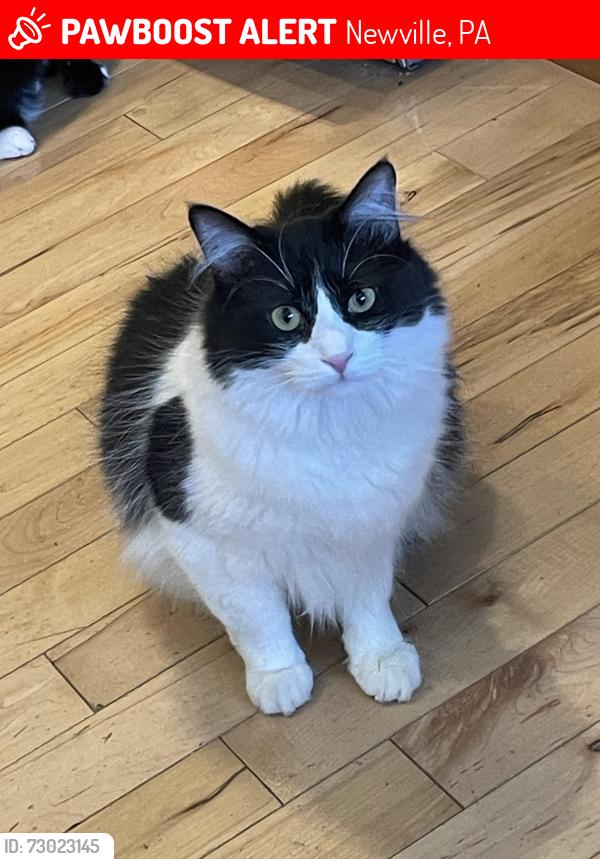 Lost Male Cat last seen Vine Street, Newville, PA 17241