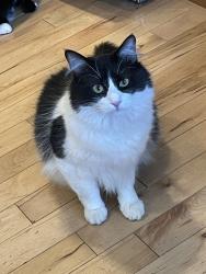 Lost Male Cat last seen Vine Street, Newville, PA 17241