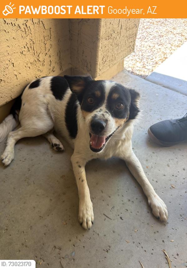 Found/Stray Male Dog last seen Las brisas school, Goodyear, AZ 85338