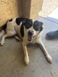 Found/Stray Male Dog last seen Las brisas school, Goodyear, AZ 85338