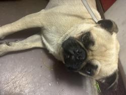 Reunited Male Dog last seen Segerstrom & raitt, Santa Ana, CA 92704
