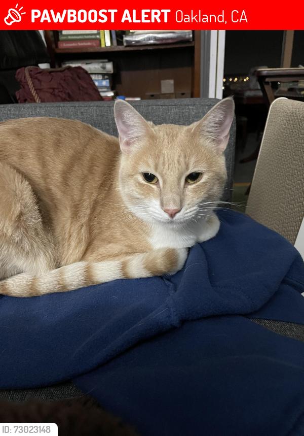 Lost Male Cat last seen Virden , Oakland, CA 94619