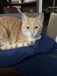 Lost Male Cat last seen Virden , Oakland, CA 94619