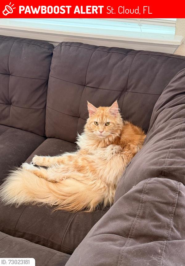 Lost Male Cat last seen Brack Ranch Community , St. Cloud, FL 34771