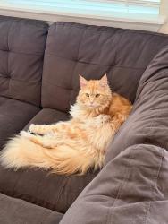 Lost Male Cat last seen Brack Ranch Community , St. Cloud, FL 34771