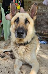 Found/Stray Male Dog last seen Found Near the RC Flying Field in Alvin - County Road 180 & Blum. C, Alvin, TX 77511