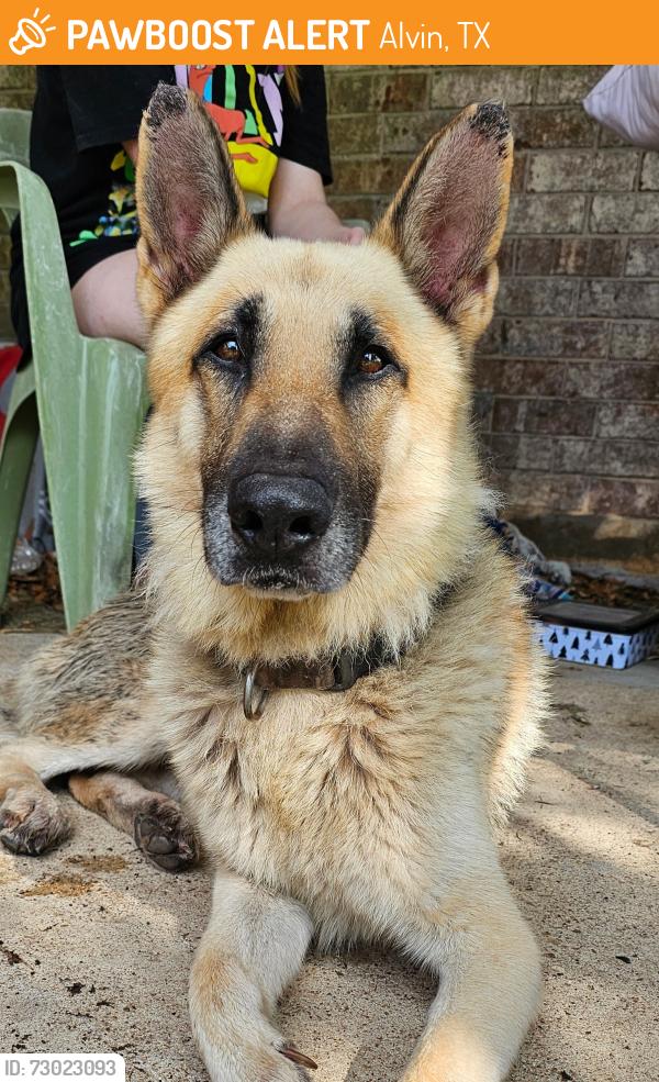 Found/Stray Male Dog last seen Found Near the RC Flying Field in Alvin - County Road 180 & Blum. C, Alvin, TX 77511