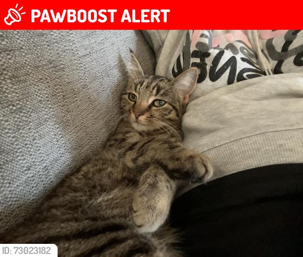Lost Male Cat last seen stanton road, Burton upon Trent, England DE15 9SE