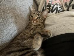 Lost Male Cat last seen stanton road, Burton upon Trent, England DE15 9SE