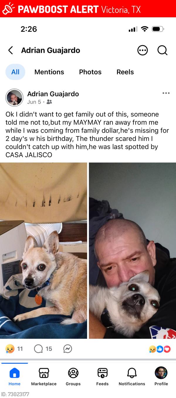Lost Male Dog last seen Casa Jalisco , Victoria, TX 77901