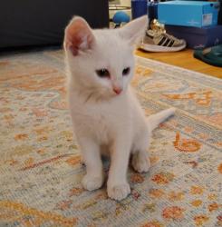 Found/Stray Male Cat last seen York Rd and Bosley Rd near the Towson Safeway, Towson, MD 21204