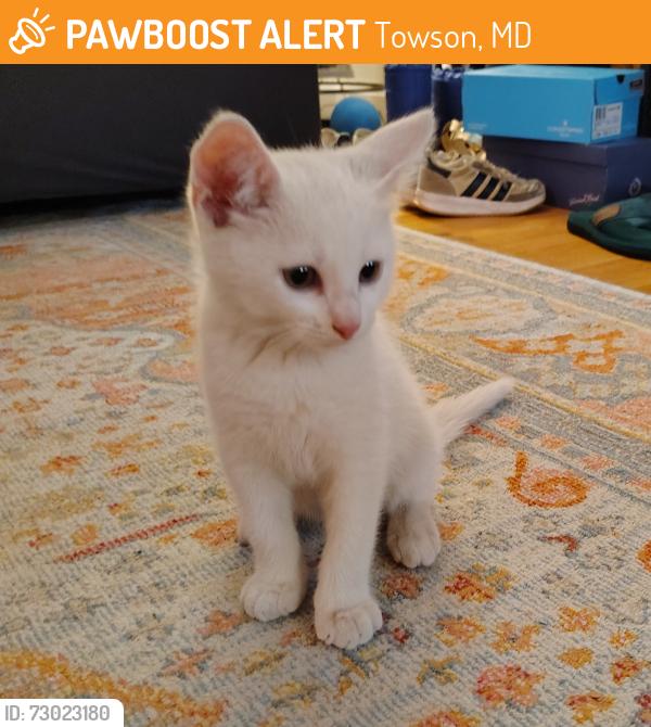 Found/Stray Male Cat last seen York Rd and Bosley Rd near the Towson Safeway, Towson, MD 21204