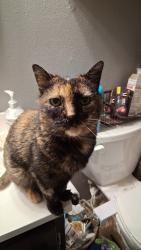 Lost Female Cat last seen Harmon's, 400 E, 800 N, Orem, UT 84097