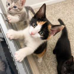 Shelter Stray Female Cat last seen , 8020 Washington St, Port Richey, FL 34668, USA