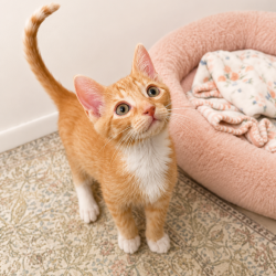 Shelter Stray Male Cat last seen , 8020 Washington St, Port Richey, FL 34668, USA