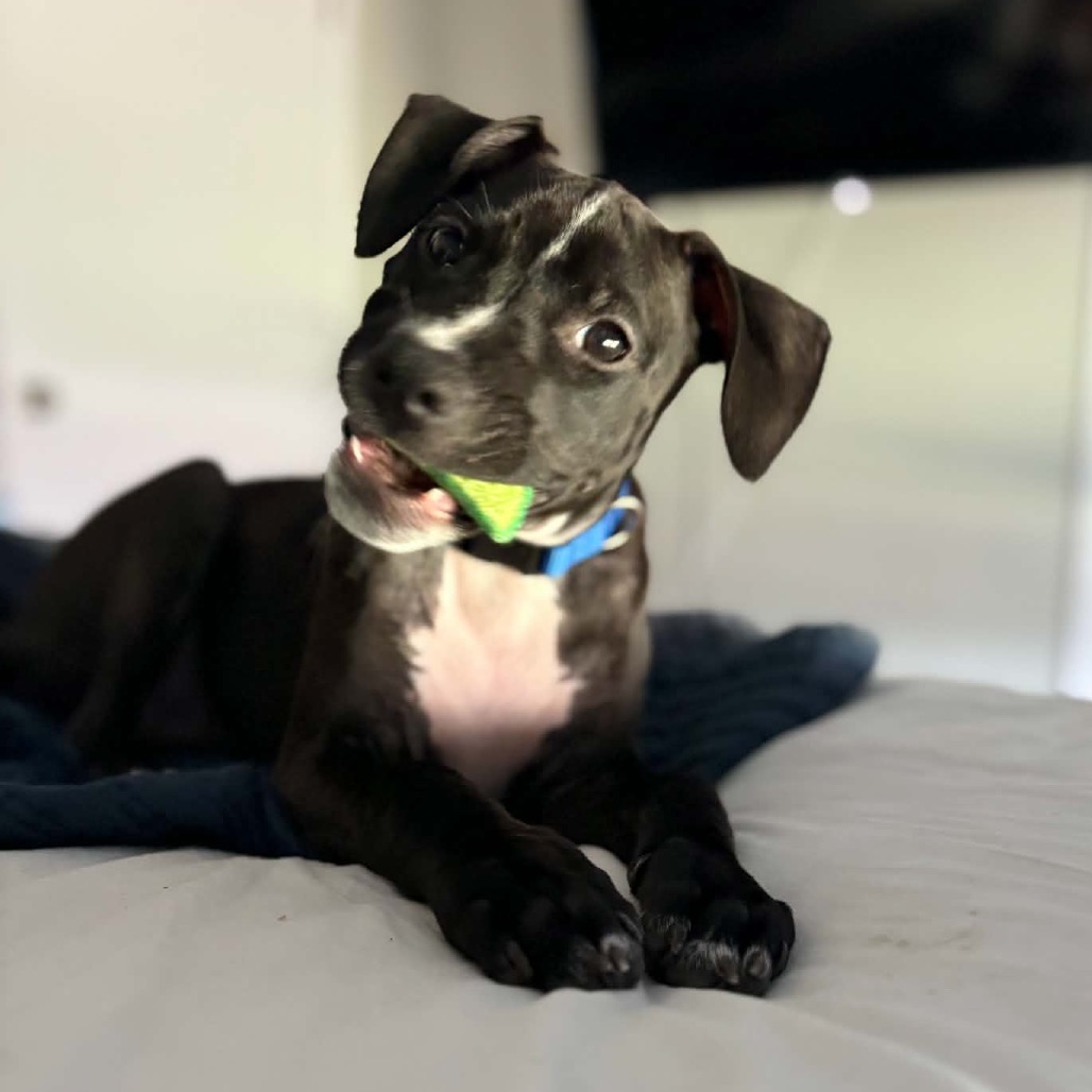 Shelter Stray Female Dog last seen , 8020 Washington St, Port Richey, FL 34668, USA