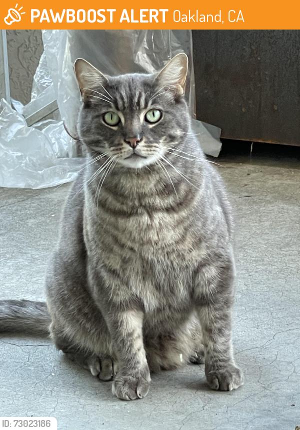Found/Stray Unknown Cat last seen 44th and Webster St, Oakland 94609, Oakland, CA 94612