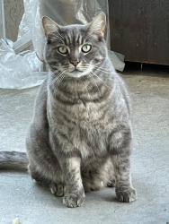 Found/Stray Unknown Cat last seen 44th and Webster St, Oakland 94609, Oakland, CA 94612