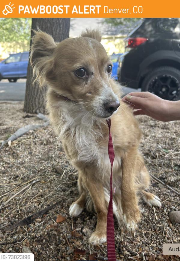 Found/Stray Male Dog last seen Delaware and 4th ave, Denver, CO 80204