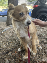 Found/Stray Male Dog last seen Delaware and 4th ave, Denver, CO 80204