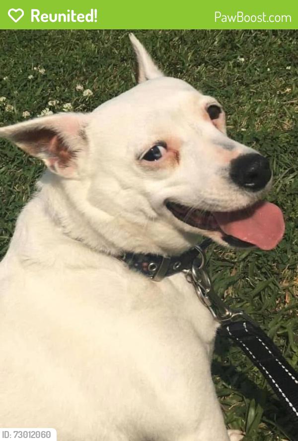 Reunited Female Dog last seen Marie Antoinette, between Congress and Johnston, Lafayette, LA 70506
