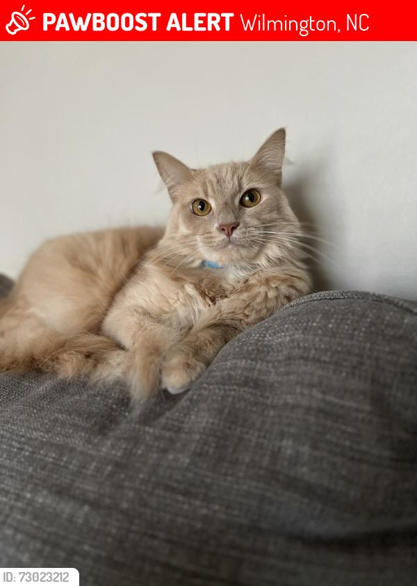 Lost Male Cat last seen Mohican Trail 28409, Wilmington, NC 28409