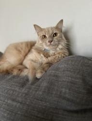 Lost Male Cat last seen Mohican Trail 28409, Wilmington, NC 28409