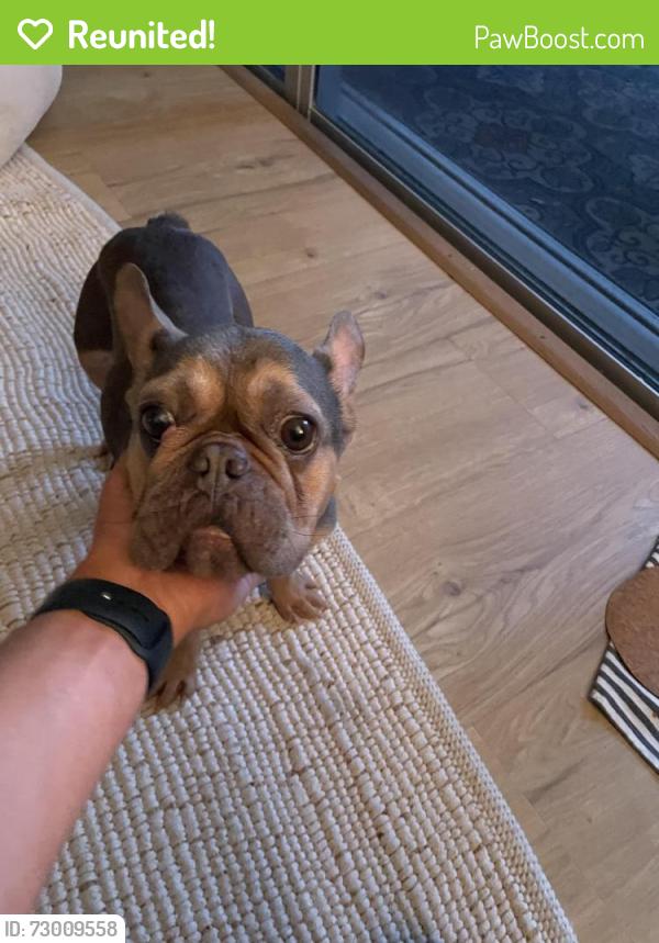 Reunited Female Dog last seen 4th and South lakeside drive , Lake Worth Beach, FL 33460