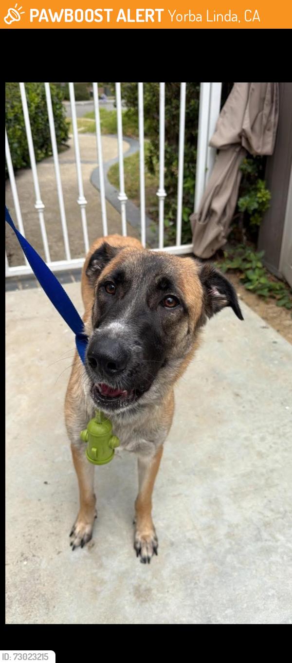 Found/Stray Female Dog last seen Camino de Bryany, Yorba Linda, CA 92887