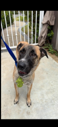 Found/Stray Female Dog last seen Camino de Bryany, Yorba Linda, CA 92887
