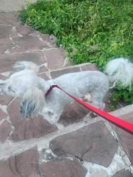 Found/Stray Male Dog last seen Watson dr , Arlington, TX 76010