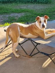 Lost Female Dog last seen 83rd Ave and Indian school, Phoenix, AZ 85033