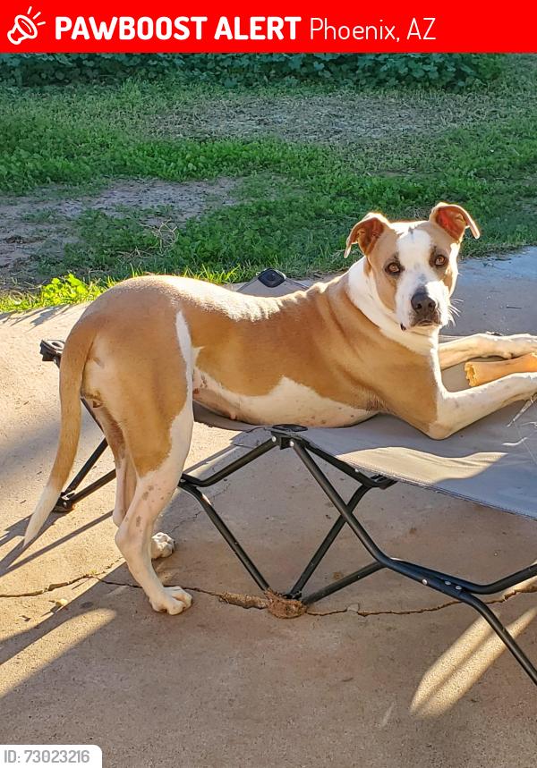 Lost Female Dog last seen 83rd Ave and Indian school, Phoenix, AZ 85033