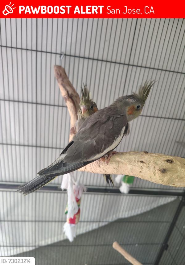 Lost Unknown Bird last seen near park, San Jose, CA 95125