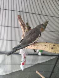 Lost Unknown Bird last seen near park, San Jose, CA 95125