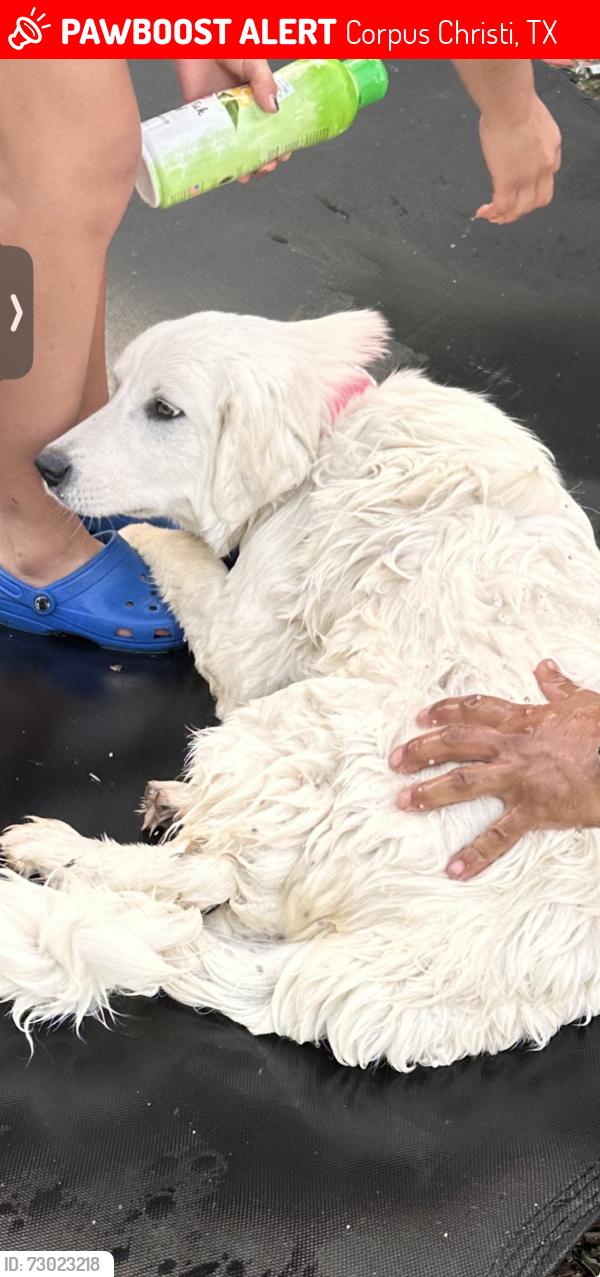 Lost Female Dog last seen Mary and 19th st., Corpus Christi, TX 78405
