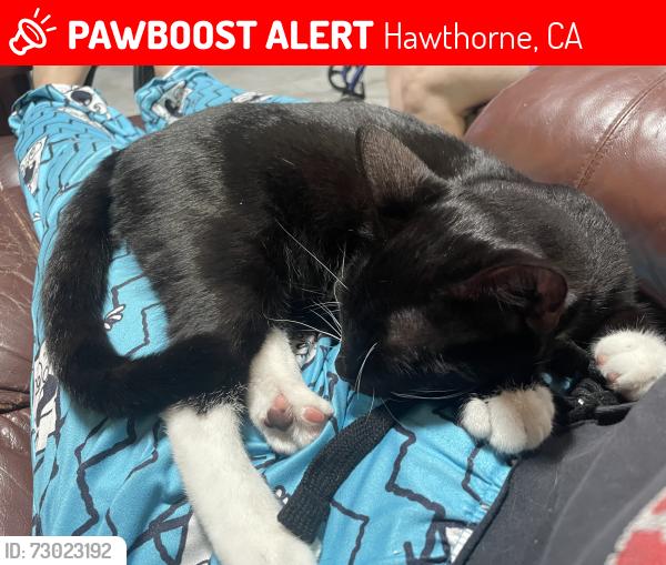 Lost Female Cat last seen 129th street and Ocean Gate Avenue , Hawthorne, CA 90250