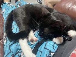 Lost Female Cat last seen 129th street and Ocean Gate Avenue , Hawthorne, CA 90250