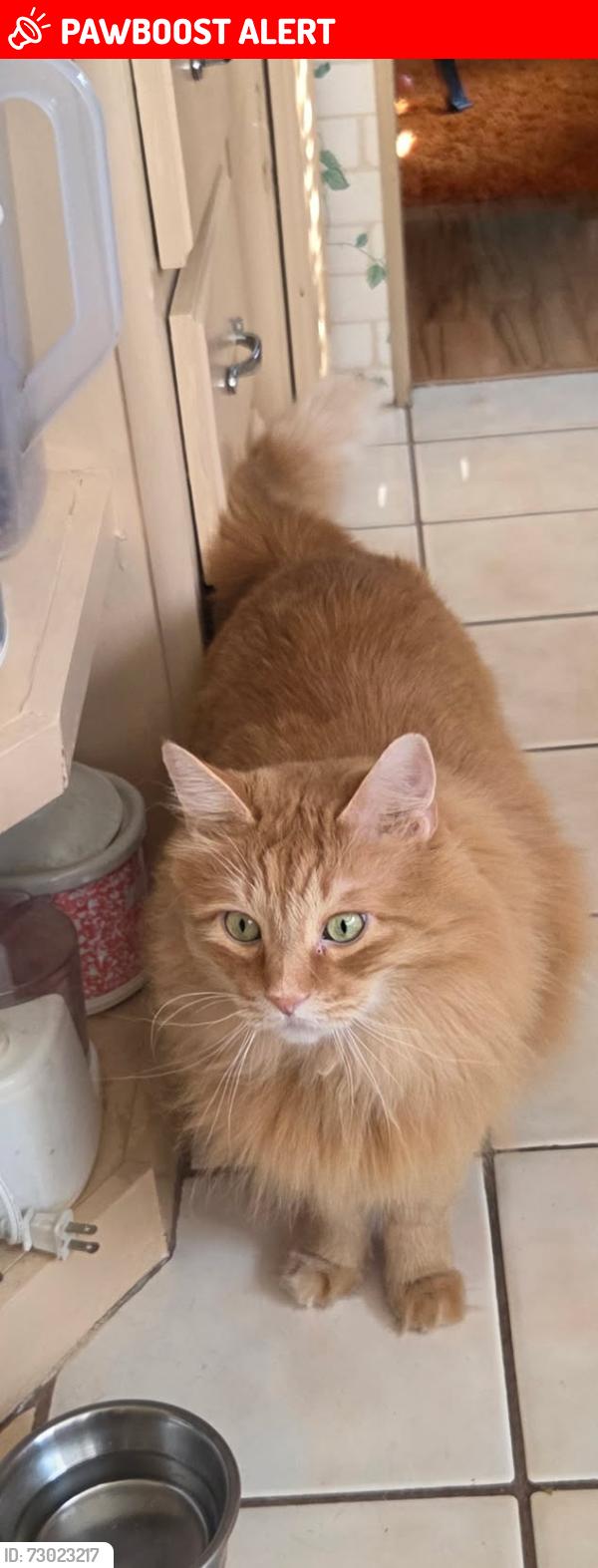 Lost Male Cat last seen DelTura , North Fort Myers, FL 33903