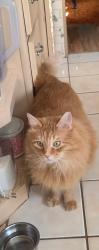 Lost Male Cat last seen DelTura , North Fort Myers, FL 33903