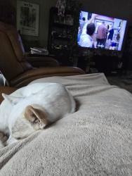 Lost Male Dog last seen Beach st, Fort Worth, TX 76137