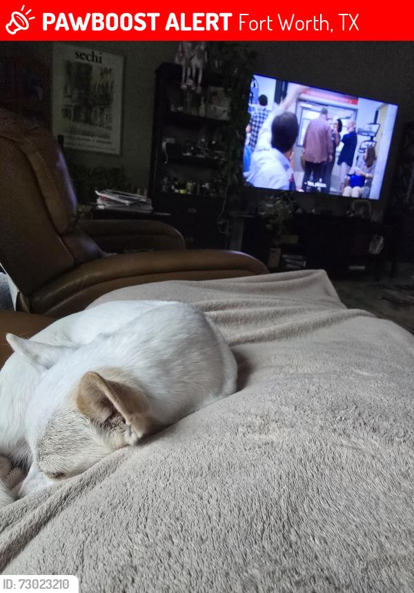 Lost Male Dog last seen Beach st, Fort Worth, TX 76137